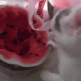 😼 a1335e4d 猫, 西瓜, 宠物, 水果, 动物, 可爱 telegram sticker