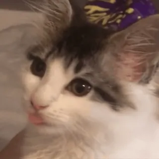 😼 a20dcda7 猫, 小猫, 宠物, 动物, 可爱, 吐舌头 telegram sticker