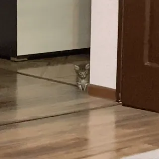 🥺 aca075aa 猫, 小猫, 动物, 宠物, 可爱, 小, 家养 telegram sticker