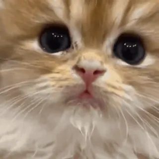 😺 afc710f8 小猫, 猫, 宠物, 动物, 可爱, 家畜 telegram sticker