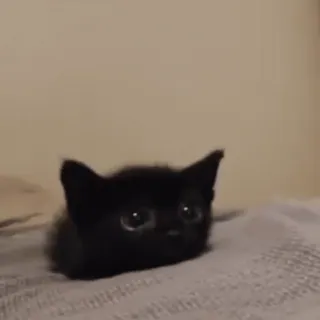 😼 afe2be74 黑猫, 小猫, 可爱, 动物, 宠物 telegram sticker