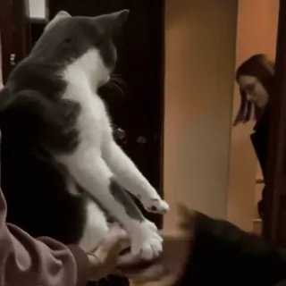 😼 b400eaae 猫, 宠物, 动物, 家养, 猫科, 狗, 小狗 telegram sticker