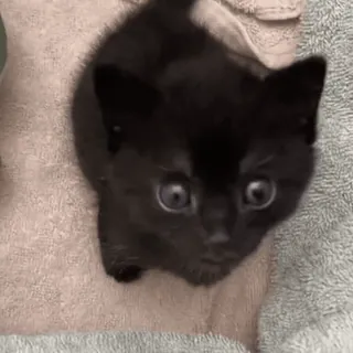 🙀 beaeb58f 小猫, 猫, 黑猫, 动物, 可爱 telegram sticker