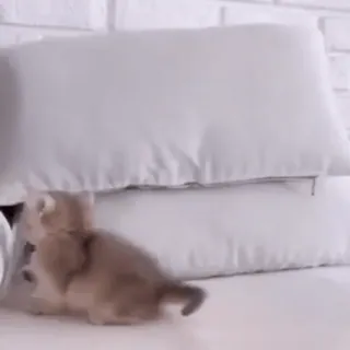 😺 e81c499b 猫, 小猫, 枕头, 动物, 宠物, 可爱 telegram sticker