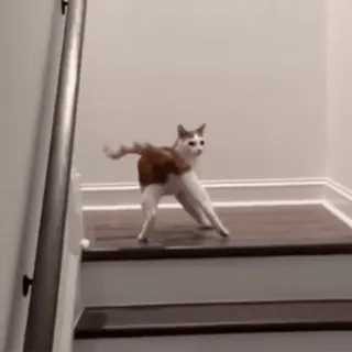 😺 e8af1228 猫, 楼梯, 动物, 宠物, 搞笑 telegram sticker