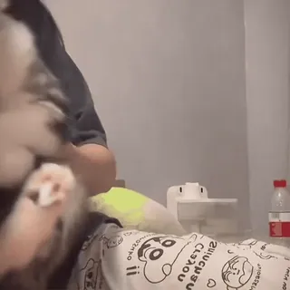 😸 e94f2371 猫, 宠物, 动物, 可爱, 家畜, 哺乳动物 telegram sticker