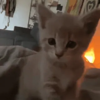 😺 efd913cc 猫, 小猫, 宠物, 动物, 家猫, 可爱 telegram sticker