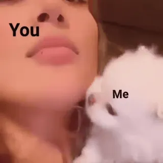 🥰 16e88612 You Me ペット, 子犬, 犬, 愛, 関係, 可愛い telegram sticker