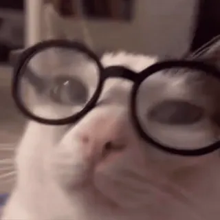 🤓 35c686e3 猫, メガネ, 動物, ペット, かわいい, 面白い, 飼い猫 telegram sticker