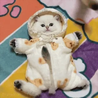 😂 3a5deb73 猫, 子猫, 動物, かわいい, ペット, コスチューム, 面白い, 赤ちゃん telegram sticker