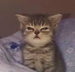 🥺 4848203c 猫, 子猫, 不機嫌, ペット, 動物, かわいい telegram sticker