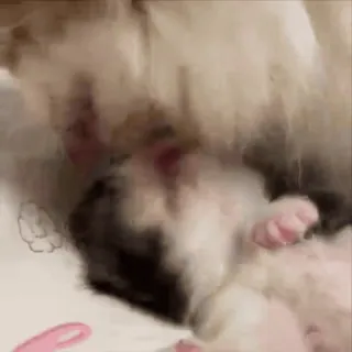 🤩 489cf70b 猫, 子猫, 可愛い, 動物, ペット, 眠い telegram sticker