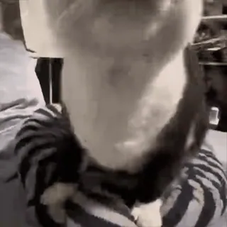 🤩 6ce9cc05 猫, ペット, 動物, 飼い猫, 哺乳類 telegram sticker