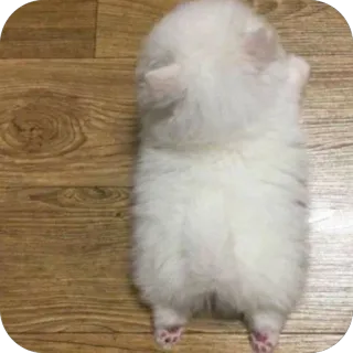 🫥 6f8e907c 犬, 子犬, 可愛い, 動物, ペット, ふわふわ, 小さい telegram sticker