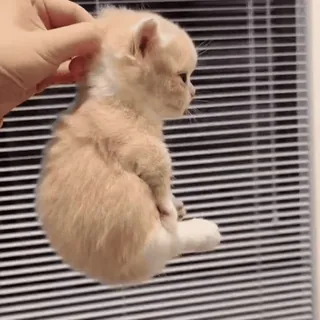 🤩 78917510 子猫, 猫, かわいい, 動物, ペット telegram sticker