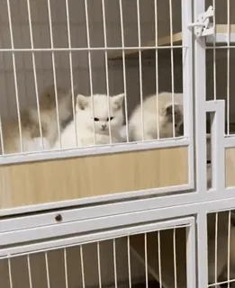 🌟 80c41116 猫, 子猫, ペット, 動物, かわいい, ケージ, 白い猫 telegram sticker