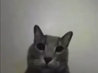 🌟 83b332f2 猫, 動物, ペット, 家畜, ネコ科 telegram sticker