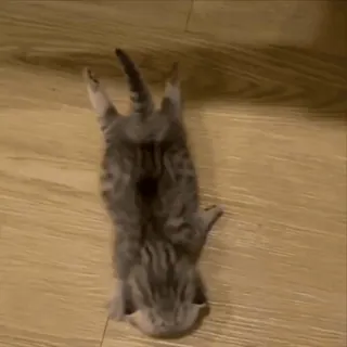 🤩 8883de18 子猫, 猫, 動物, 可愛い, 愛らしい, ペット, 面白い telegram sticker