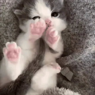 😱 987289db 猫, 子猫, 可愛い, 動物, ペット, 家畜 telegram sticker