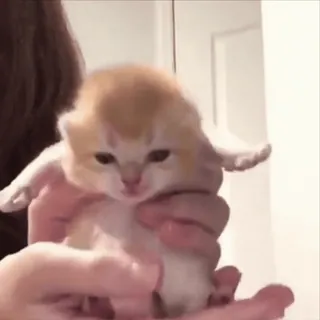 🤩 9a09f6f2 子猫, 猫, ペット, かわいい, 動物, 飼い猫 telegram sticker