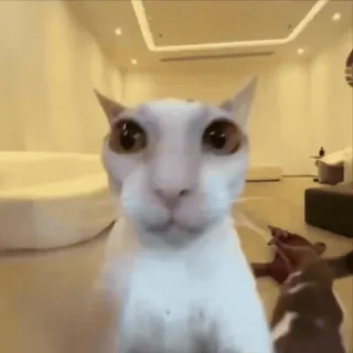 😘 a3121331 猫, 動物, ミーム, 面白い, ペット, 可愛い telegram sticker