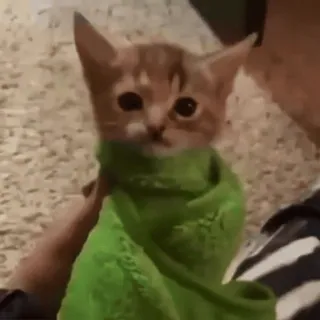 🤩 baf09138 猫, 子猫, タオル, 可愛い, 動物, ペット telegram sticker