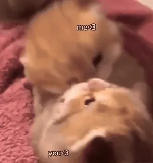 🪱 c3cacf55 me<3
you<3 子猫, 猫, かわいい, 動物, 愛, ペット telegram sticker