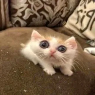 🤩 f47c6aa7 子猫, 猫, かわいい, 小さい, 動物, ペット telegram sticker