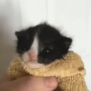 🌟 fe5a048e 猫, 子猫, 可愛い, ペット, 動物, タオル telegram sticker