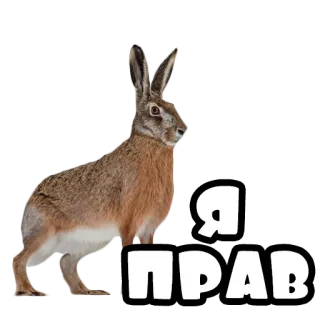 ☝️ 16c53ec7 Я ПРАВ kelinci hutan, hewan, bahasa Rusia, saya benar whatsapp sticker