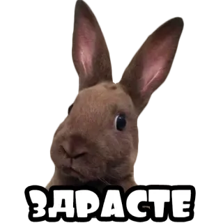 👋 2a5e4bbf Здрасте kelinci, bunny, salam, halo, hewan, peliharaan whatsapp sticker