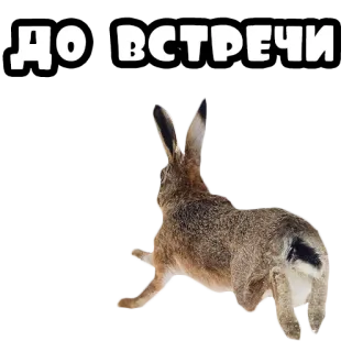 👋 5206b52d ДО ВСТРЕЧИ kelinci, rusia, salam, perpisahan, hewan, satwa liar, selamat tinggal whatsapp sticker