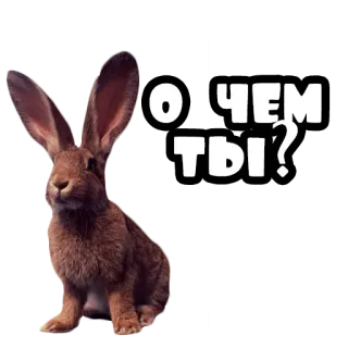 🤨 94e43245 О: ЧЕМ ТЫ? kelinci, binatang, pertanyaan, bunny whatsapp sticker