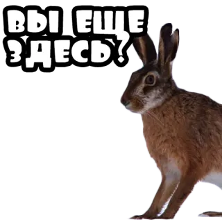 🔍 ef9324d4 ВЫ ЕЩЕ ЗДЕСЬ? kelinci hutan, kelinci, binatang, pertanyaan, rusia, teks whatsapp sticker