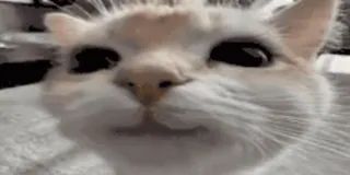 🙂 0afe7ddc кот, котенок, милый, питомец, животное telegram sticker