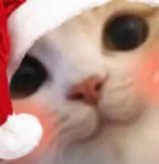 🌟 22395cc9 кот, шапка Санты, Рождество, милый telegram sticker