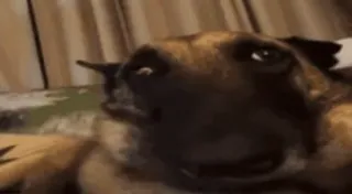 🌟 a8ccd129 собака, животное, портрет, питомец, крупный план, млекопитающее telegram sticker