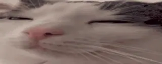 🌟 acc595f0 кот, животное, питомец, милый, сонный, домашнее животное telegram sticker