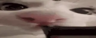 🌟 c2e17aba кот, мем, животное, смешной, белуха telegram sticker