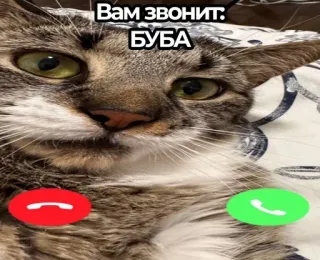 🌟 ed8de0a3 Вам звонит: БУБА кот, звонок, телефон, мем, животное, питомец telegram sticker