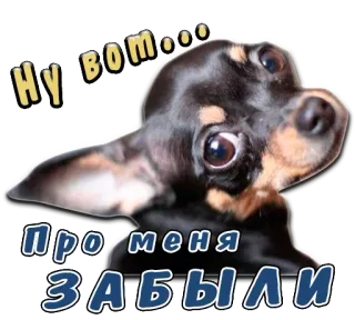 🙁 446ef5b2 Ну вооо
Про меня
ЗАБЫЛИ Hund, Tier, Welpe, süß, traurig telegram sticker