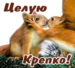 Animals Army @stickersb2b telegram stickers