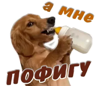 🤭 664d0d54 А мне пофигу Hund, Meme, Russisch, Lustig, Tier, Flasche telegram sticker