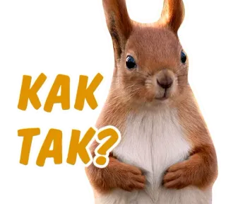 ☹️ 7305d0fa КАК ТАК? Eichhörnchen, Tier, Meme, Russisch, Ausdruck telegram sticker