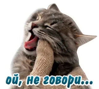 😕 84aaa144 ой, не говори... Katze, Gähnen, süß, Tier, russisch, Text telegram sticker