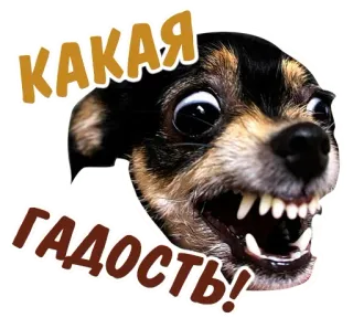 ☹️ ae606e2d КАКАЯ
ГАДОСТЬ! Hund, aggressiv, Chihuahua, Meme, Tier, Zähne telegram sticker