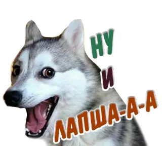🤭 b1960775 НУ И ЛАПША-А-А Hund, Husky, Tier, Lustig, Haustier telegram sticker