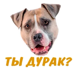 Animals Army @stickersb2b telegram stickers