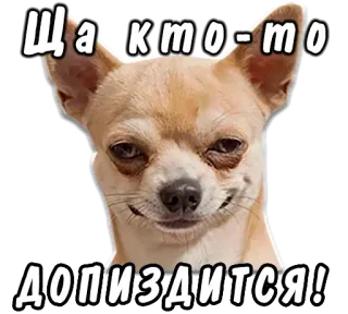 🥺 eb681047 Ща кто-то
ДОПИЗДИТСЯ! Hund, Chihuahua, beleidigend, russisch, Text, Tier, Meme telegram sticker