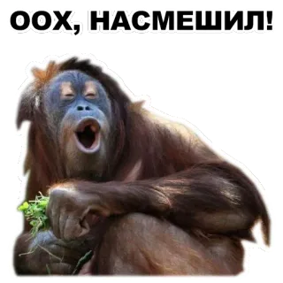 Животные @eeZee_stickers telegram stickers
